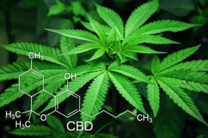 why terpenes and CBD oil will change your life