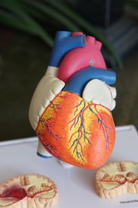 human heart