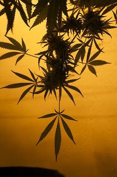 cannabis breeding