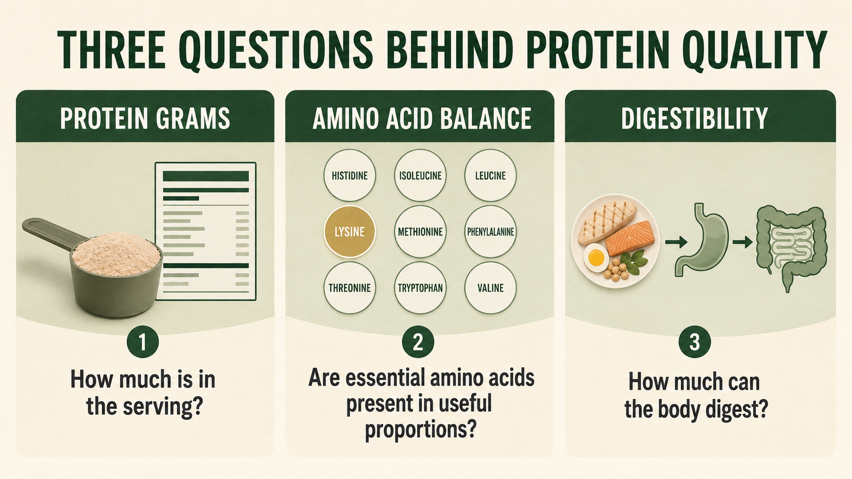 Three questions behind protein quality: protein grams, essential amino-acid balance with lysine highlighted, and digestibility