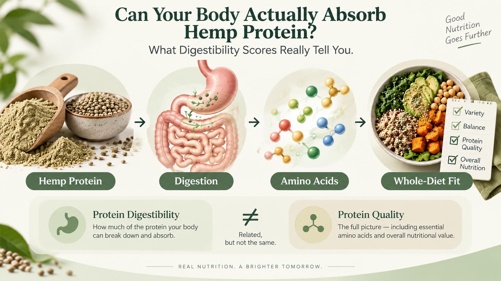 Hemp protein digestion explained from hemp protein through digestion and amino acids to whole-diet protein quality